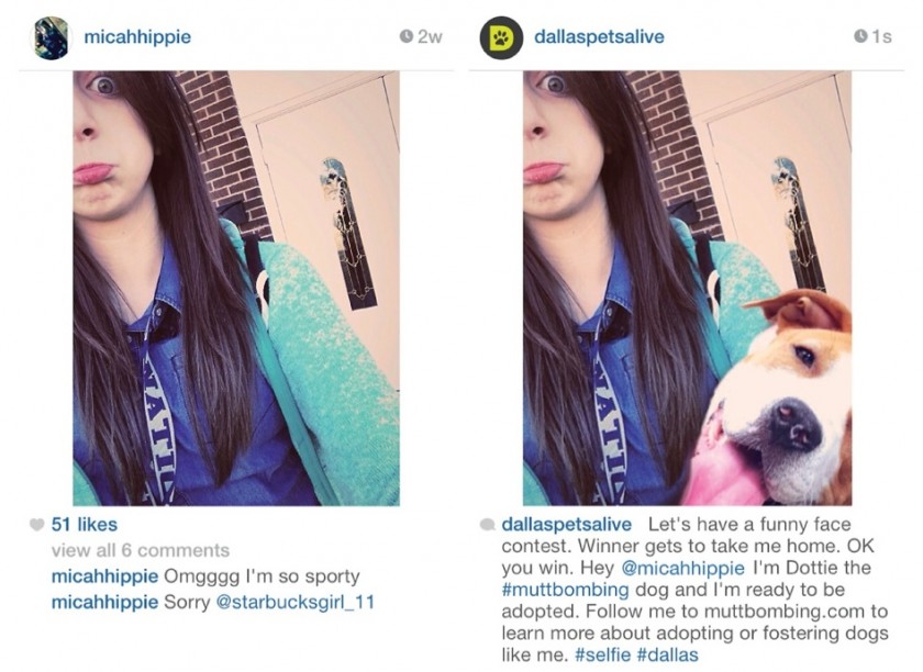 Dallas Pets Alive - Muttbombing 1 - Fevrier 2014