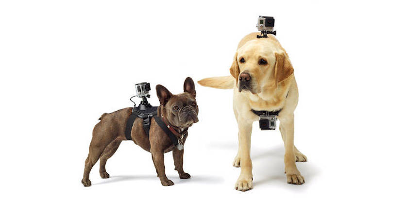 Fetch Fixation GoPro pour chien