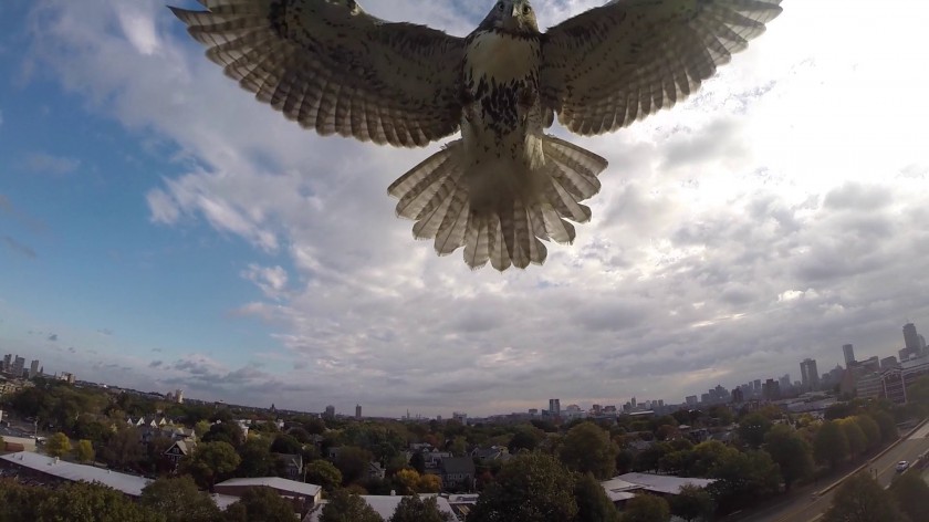 Aigle attaque drone en plein vol