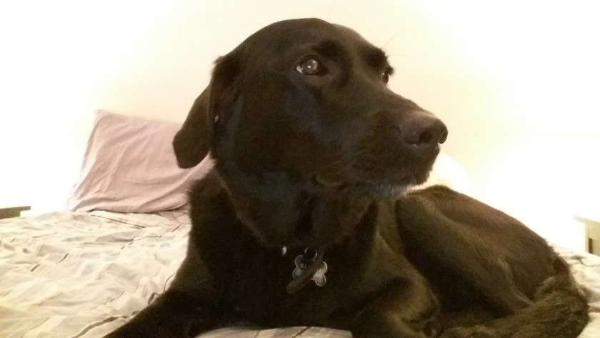 Photo Camera Avant A5